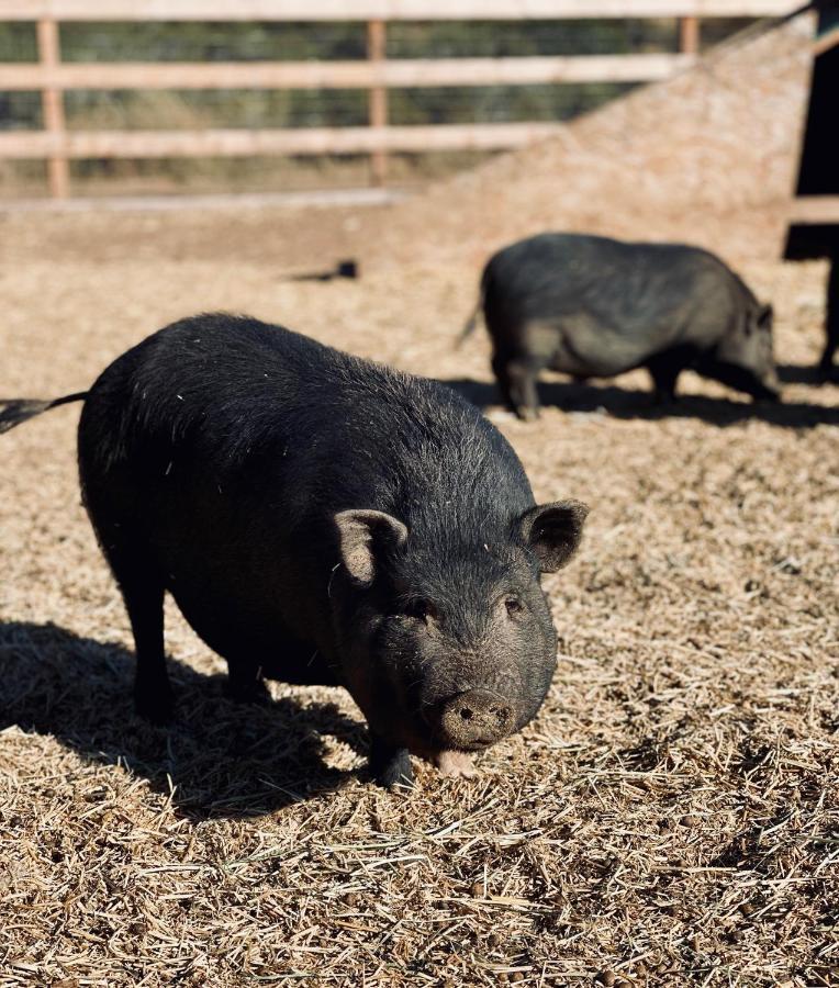 Rustic Farm Stay Temecula Kültér fotó